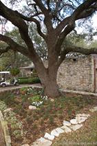 Large tree near the entrance to the Zilker Botanical Garden.jpg