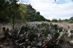 Cactus Plants at Hamilton Pool Preserve.jpg