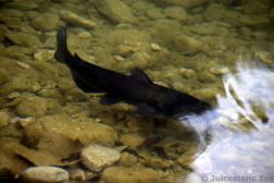 Catfish in Hamilton Pool.jpg