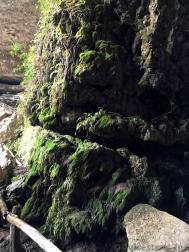 Moss at Hamilton Pool Preserve.jpg