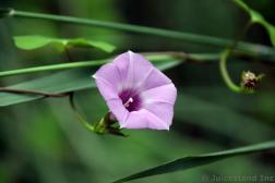 Pink Flower at Hamilton Pool Preserve.jpg
