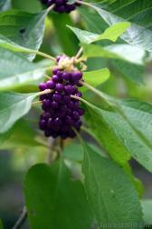 Purple Berries at Hamilton Pool Preserve.jpg