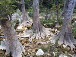 Tree Roots at Hamilton Pool Preserve.jpg