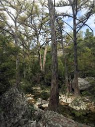 Trees in Hamilton Pool Preserve.jpg