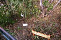 Native Sampler plants at Zilker Botanical Garden.jpg
