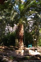 Palm tree at Zilker Botanical Garden.jpg