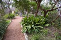 Plants and grass at Zilker Botanical Garden.jpg