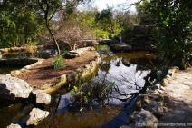 Pond with Koi fish at Zilker Botanical Garden.jpg