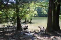 Trees in Ladybird Lake viewed from Red Bud Isle Park.jpg