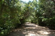 Tree-lined trail at Red Bud Isle Park.jpg