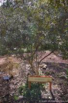 Sun Pockets garden at Zilker Botanical Garden in Austin.jpg