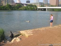 Dog fetching stick at Ladybird Lake in Austin.jpg