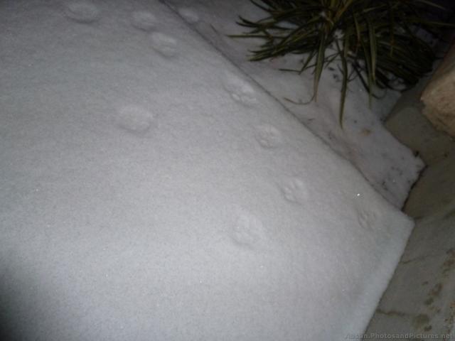 Paw prints in snow in Austin.jpg
