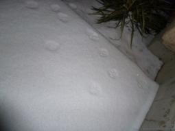 Paw prints in snow in Austin.jpg