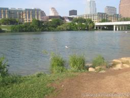 Dog swimming in Ladybird Lake Austin.jpg