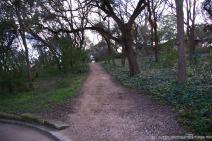 Walk path between trees at the Zilker Botanical Garden.jpg