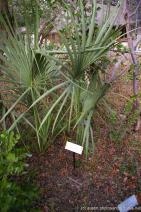 Brasil plant at Zilker Botanical Garden.jpg