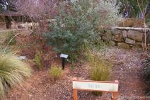 Full Sun garden at Zilker Botanical Garden in Austin.jpg