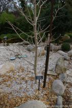 Ginkgo plant at Zilker Botanical Garden.jpg