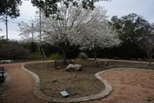 Trees with white flowers at Hamilton Greenbelt in Lakeway Texas.jpg
