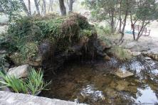 Pond at Hamilton Greenbelt in Lakeway Texas.jpg