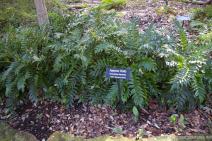 Japanese Holly at Zilker Botanical Garden.jpg